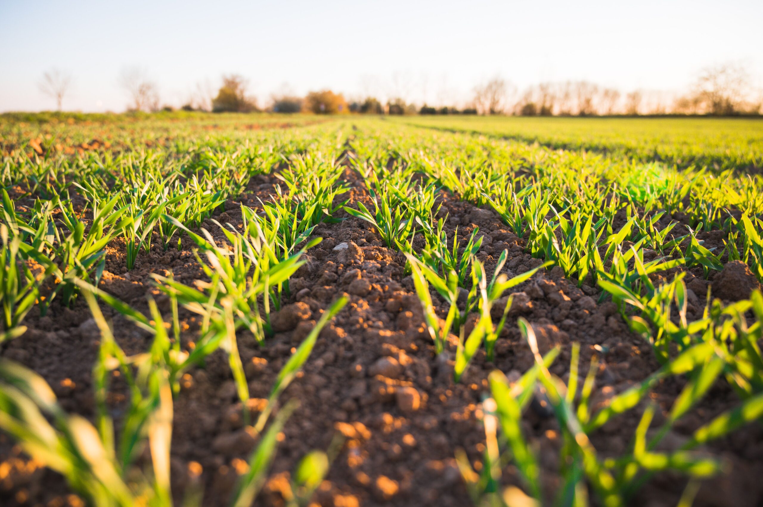 Promoting Varda’s vision for sustainable food systems